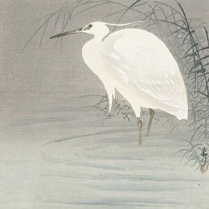 Little egret standing shallow water reed Ohara Koson