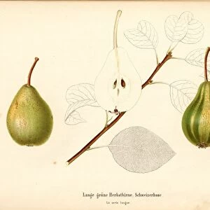 Long green autumn pear swiss pants Swiss pear variety