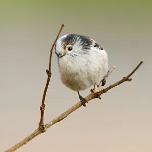 Long-tailed Tit perched on a branch, Aegithalos caudatus, Netherlands