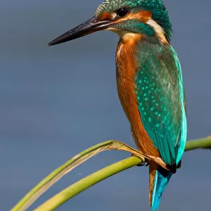 Male Common Kingfisher perched on a branch, Alcedo atthis, Italy