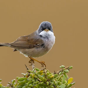 Male Spectacled Warbler (Curruca conspicillata conspicillata), Sylvia conspicillata, Morocco