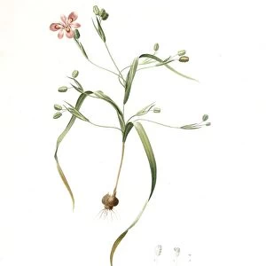 Melanthium gramineum, Melanthium a feuilles de gramen, Grass-leaved Bunchflower, Redoute