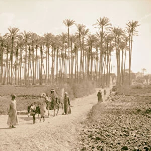 Memphis Paleu grove 1934 Egypt Extinct city