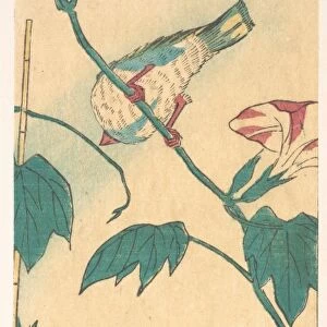Morning Glories Bird Edo Period 1615-1868 1840-50
