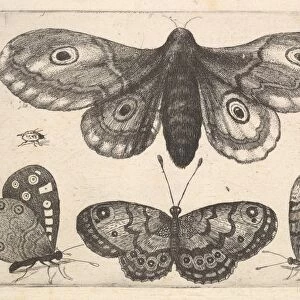 moth three butterflies two beetles 1646 Etching