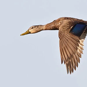 Mottled Duck, Anas fulvigula, United States