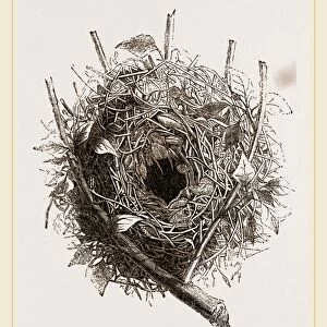 Nest of HouseSparrow