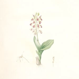 Ophrys lilifolia, Liparis liliifolia; Ophrys a feuilles en lis; Lily-leaved Ophryas