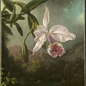 Orchid Blossoms 1873 Martin Johnson Heade American