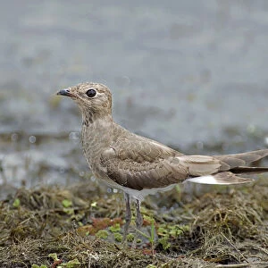 Glareolidae Collection: Oriental Pratincole