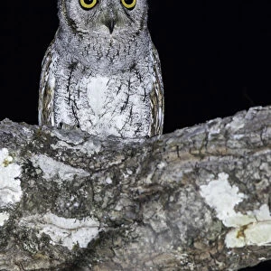 Oriental Scops-Owl perched in tree