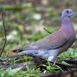 Pigeons Collection: Pale Vented Pigeon