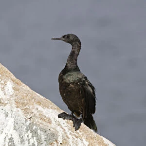 Cormorants Collection: Pelagic Cormorant