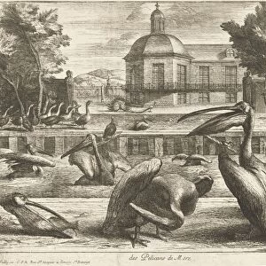 Pelicans, De Poilly, Louis XIV, King of France, 1670-1674