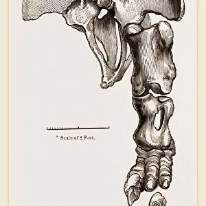 Pelvis and Hind-Leg of Megatherium