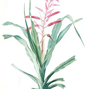 Pitcairnia bromeliaefolia, Pitcairnia faux-ananas, Scarlet colored pitcairnia, Redoute
