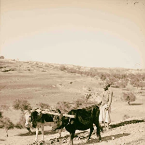 Plowing cow ass 1900 Middle East Israel Palestine