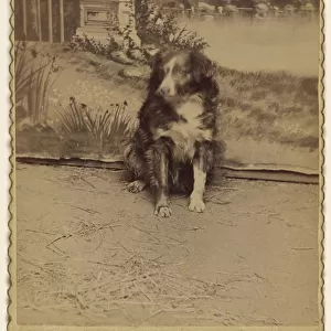 Portrait black & white dog S. P Greisamer American