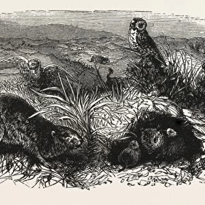 Prairie Dogs and Owls, Buenos Ayres, Trinidad and Tobago