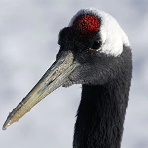 Red-crowned Crane head close-up, Grus japonensis
