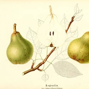 Regentin Swiss pear variety Passe de Colmar BeurrA d Argenson