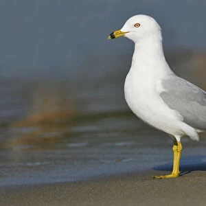 Ring-billed Gull, Larus delawarensis, United States