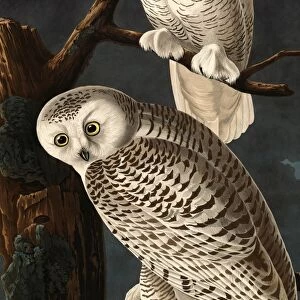 Robert Havell after John James Audubon (American, 1793 1878 ), Snowy Owl, 1831