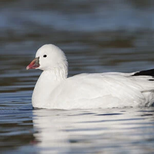 Ross's Goose, Anser rossii, United States