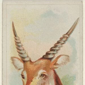 Senegal Antelope Wild Animals World series N25