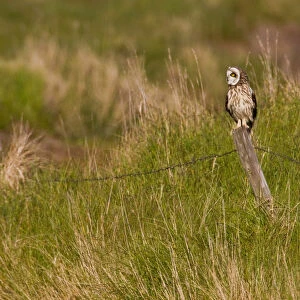 Short-eared Owl perched on pole, Asio flammeus