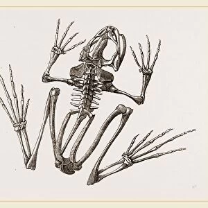 Skeleton of Common Frog