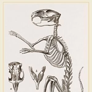 Skeleton of Viscacha