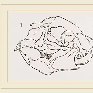 Skull of Acanthion Javanicum