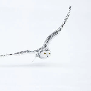 Snowy Owl hunting, Bubo scandiacus