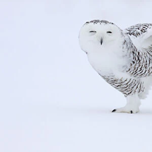 Snowy Owl one leg raising in snow, Bubo scandiacus