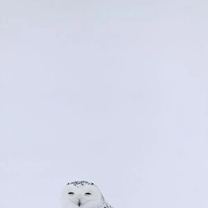 Snowy Owl perched ground with snow, Bubo scandiacus