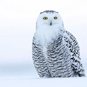 Snowy Owl perched in snow, Bubo scandiacus