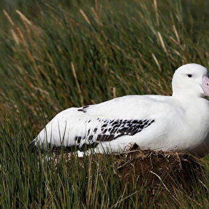 Snowy (Wandering) Albatross adult on nest