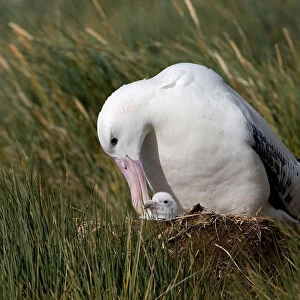 Snowy (Wandering) Albatross on its nest