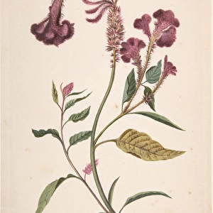 Study Hanekam Celosia argentea n. d Graphite watercolor