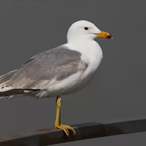 Laridae Acrylic Blox Collection: Armenian Gull