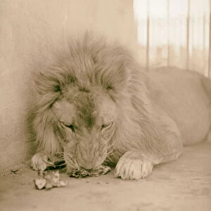 Sudan Khartoum Khartoum Zoo Lion having snack