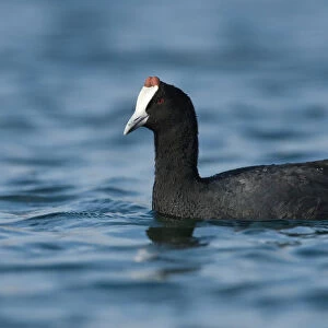 Swimming Red-knobbed Coot, Fulica cristata, Morocco