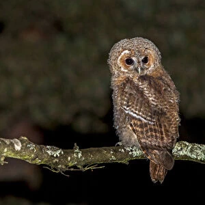 Tawny Owl, Strix aluco, England