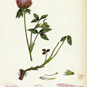 Trifolium pratense; Red Clover