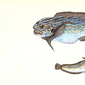 Trimaculated Wrasse, Labrus trimaculatus, 1803, British fishes, Donovan, E. (Edward)