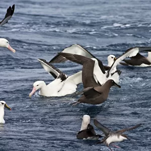 Tristan Albatross