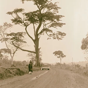 Uganda Hoima Fort Portal Stately tree Road 1936