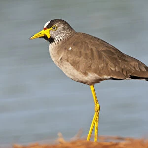 Charadriidae Collection: African Wattled Lapwing