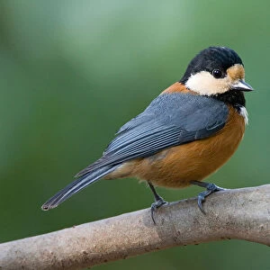 True Tits Jigsaw Puzzle Collection: Varied Tit